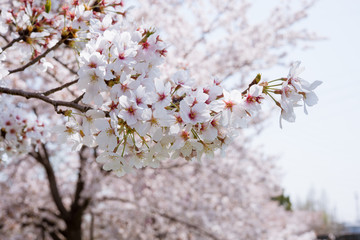 cherry blossoms