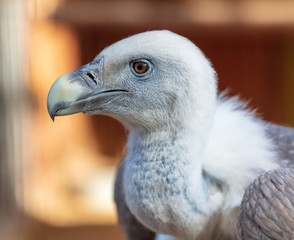 Portrait of a vulture at the zoo