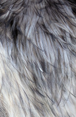 Ostrich feathers as an abstract background