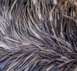 Ostrich feathers as an abstract background
