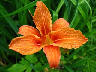 Tiger Lily flower