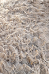 Sheep wool as abstract background