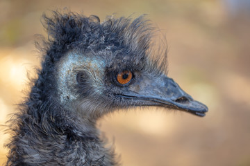 Portrait of an ostrich in the park