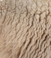Sheep wool as abstract background