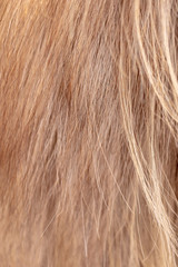 Wool goat as abstract background