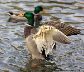 Duck takes off in the pond