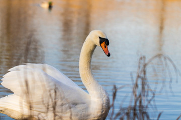 Swan