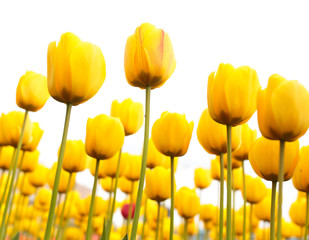 Fototapeta premium Yellow tulips in the park as background