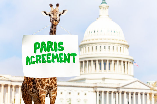 Giraffe, Sign Paris Agreement For Climate Change 