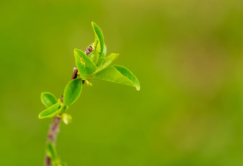 Fototapeta premium Young green leaves on a tree in spring