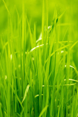 Green grass on nature as background