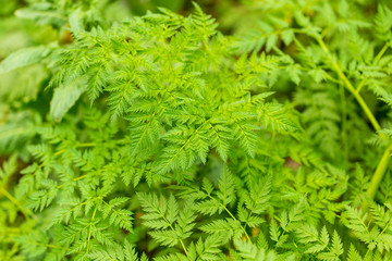 Green carrot leaves in a vegetable garden as background