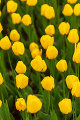 Obraz premium Yellow tulips in the park as background