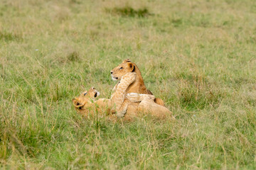 Lion cubs playing in the green grasses of Masai Mara National Park during a wildlife safari