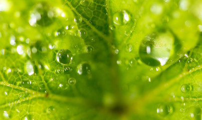 Water drops on a green leaf of strawberry