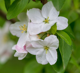 Flowers on the branches of apple trees in spring