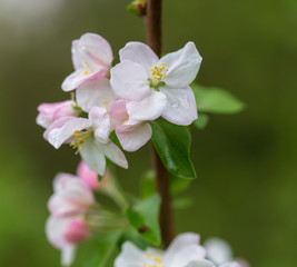 Fototapeta na wymiar Flowers on the branches of apple trees in spring