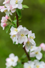 Fototapeta premium Flowers on the branches of apple trees in spring