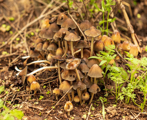 Inedible mushrooms in the forest