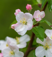 Obraz premium Flowers on the branches of apple trees in spring