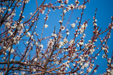 Red flowers on apricot branches in spring