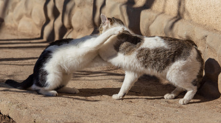 Naklejka na ściany i meble Two cats fighting in nature