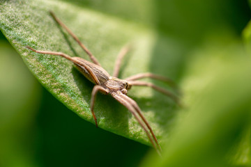 Spider on a green leaf of a plant