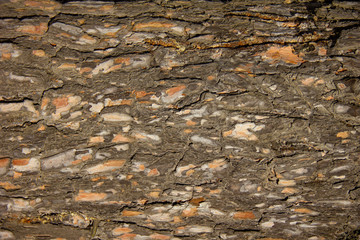 pine bark a beautiful fragment of the shell of a tree brown