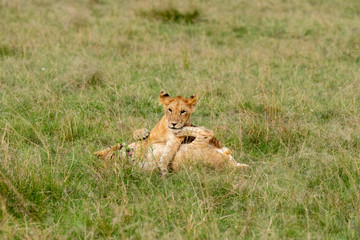 Lion cubs playing in the green grasses of Masai Mara National Park during a wildlife safari
