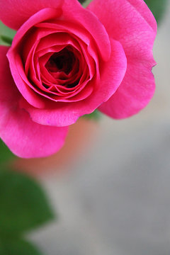 Rosellina