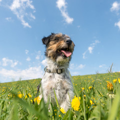Jack Russell Terrier dog 3 years old sitting in a green spring meadow