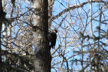 Pileated Woodpecker On A Tree, Whitemud Park, Edmonton, Alberta