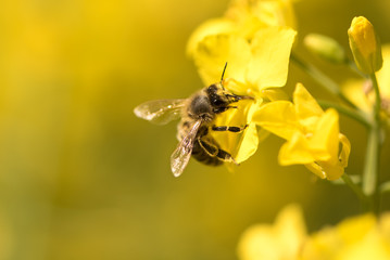 Honneybee collecting nectar on a rape flower