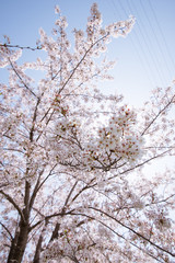 cherry blossoms