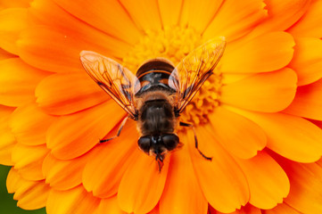 Calendula officinalis, marigold in a herb garden in a sunlight  with honey bee