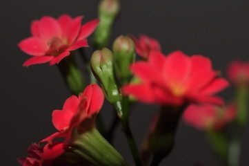 fleurs rouges sur fond gris