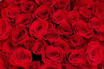Floral wallpaper of red roses.