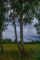 Fototapeta premium Birches on the edge of the field in the village. The photo was taken in Latvia.