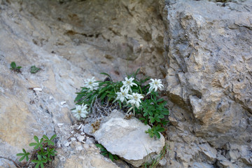 Stella alpina fra le rocce