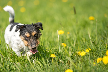 Jack russell Terrier dog in a spring green blooming meadow