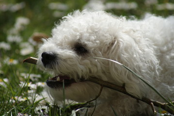 hund, haustier, tier, weiß, hübsch, portrait, flaumig, süss, säugetier, einheimisch, haar,...