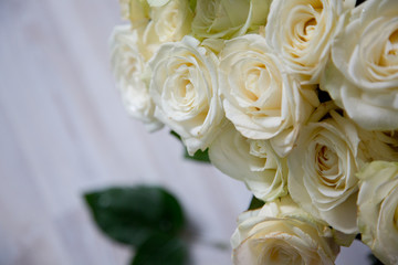 White roses background. Isolated flowers
