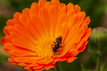 Calendula officinalis, marigold in a herb garden in a sunlight  with honey bee