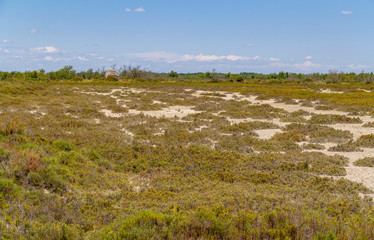 Camargue in France