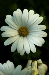 Daisy