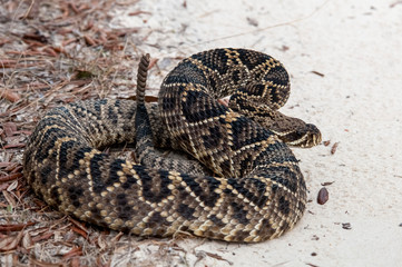 Eastern Diamondback