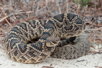Eastern diamondback