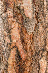Thick Tree Bark Background Texture