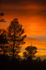 Silhouette of Forrest on Orange Sunset