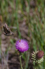 Large Insect Pollinating Purple Flower